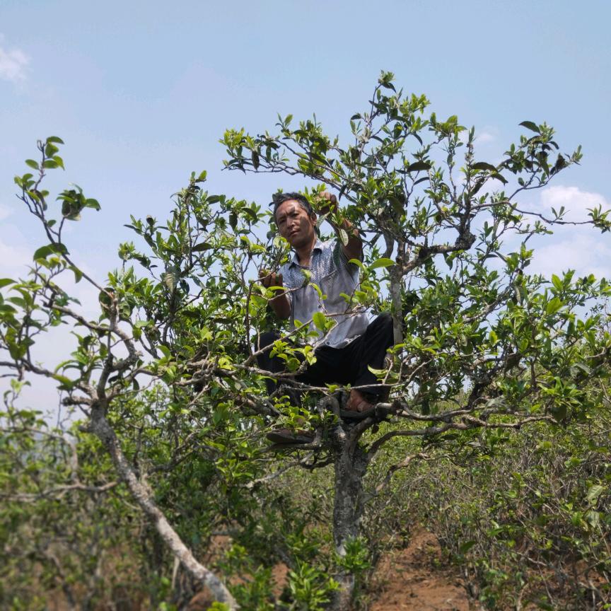 永德县彝俐侎茶叶