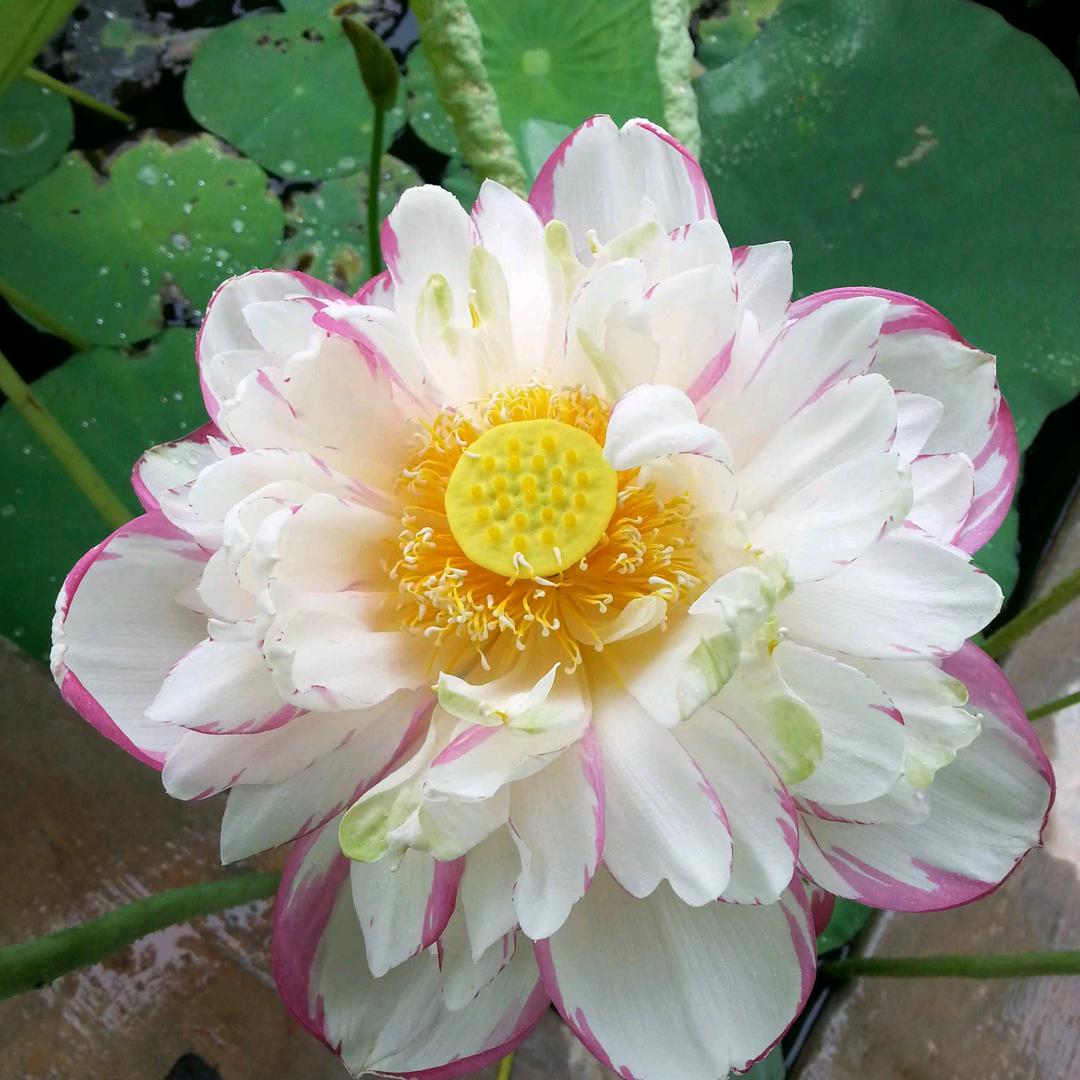 荷花零零柒