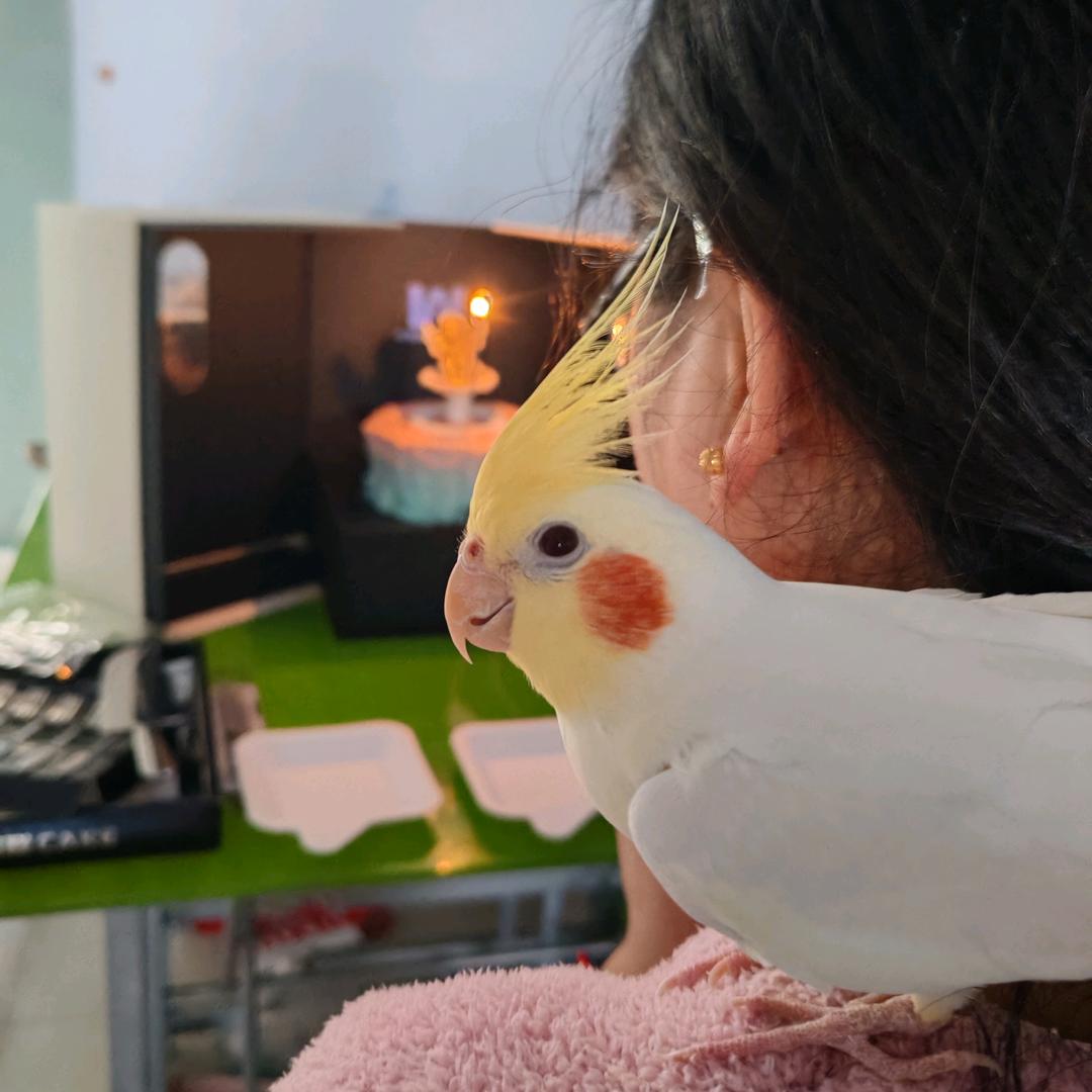 糖炒栗子有点闲