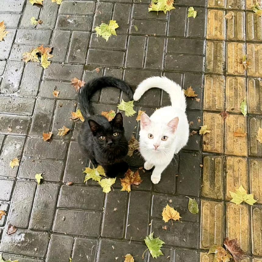 椰椰冻（我流量呢。