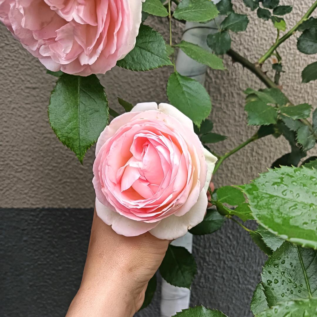 好好活着    健康才是本钱