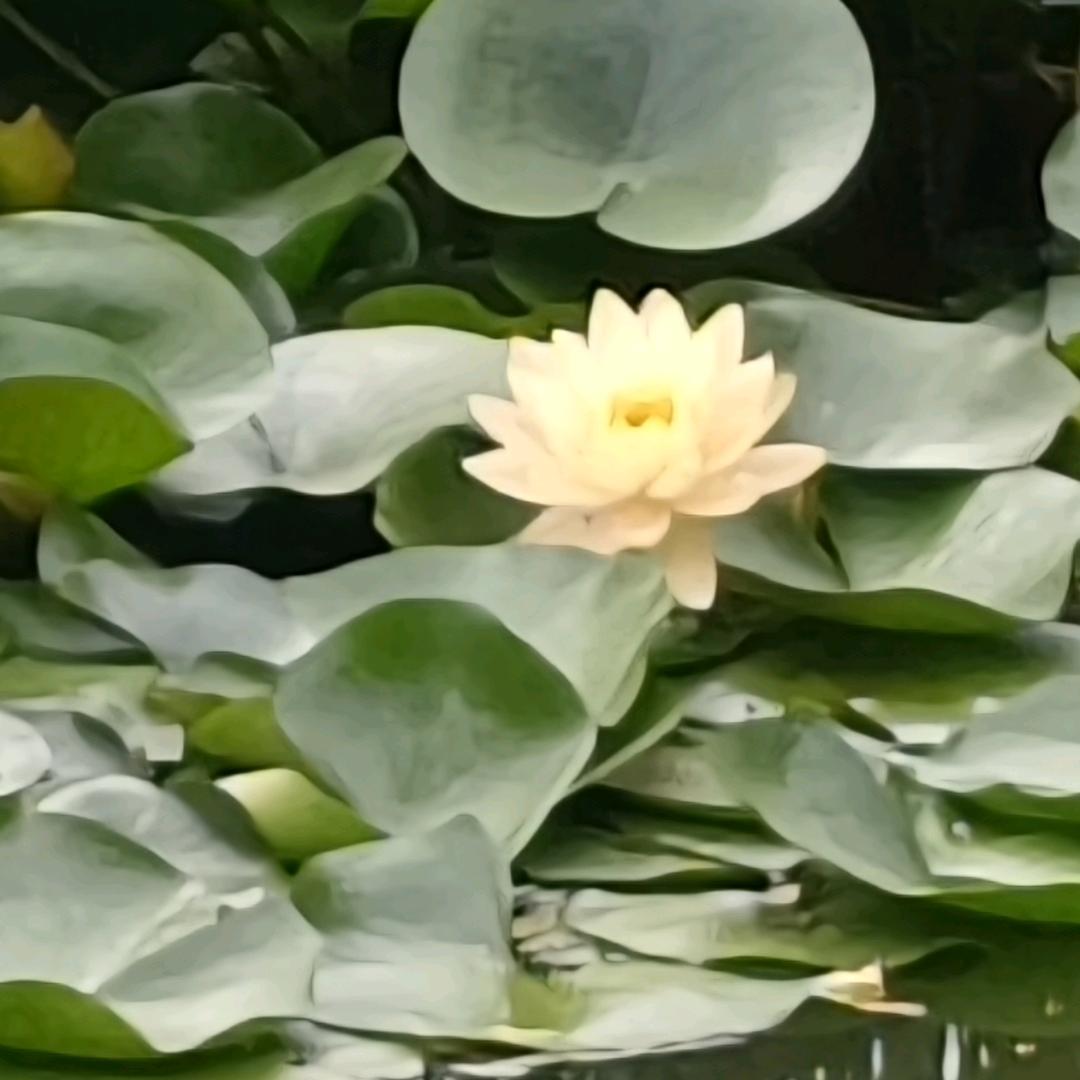 浪子锋哥