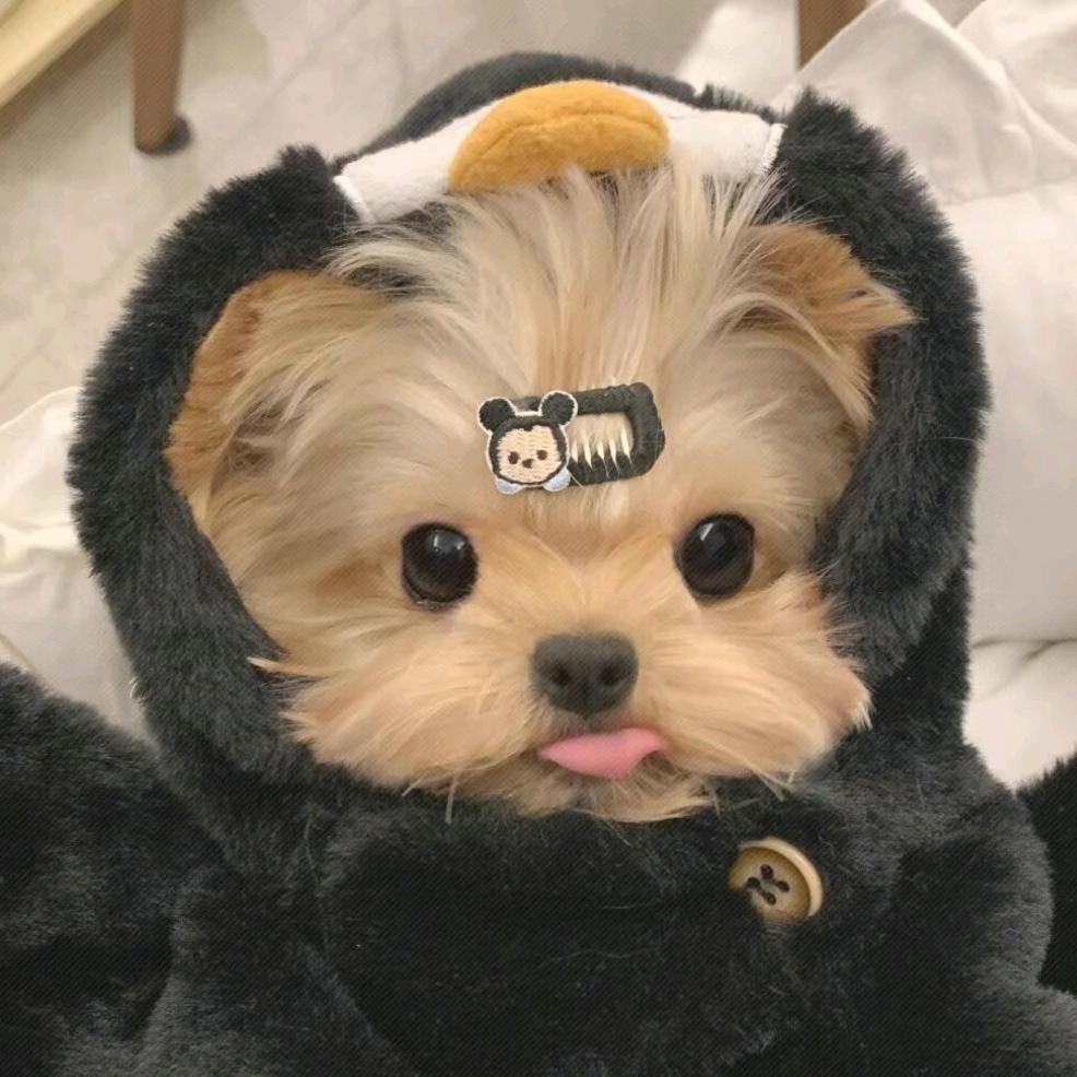 是昕不是欣