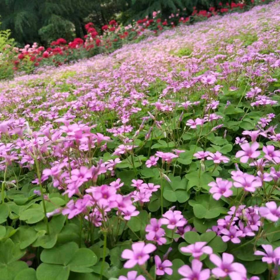 @安乐