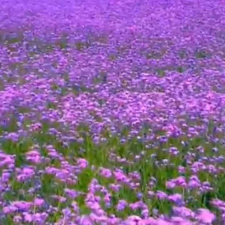 繁花盛开