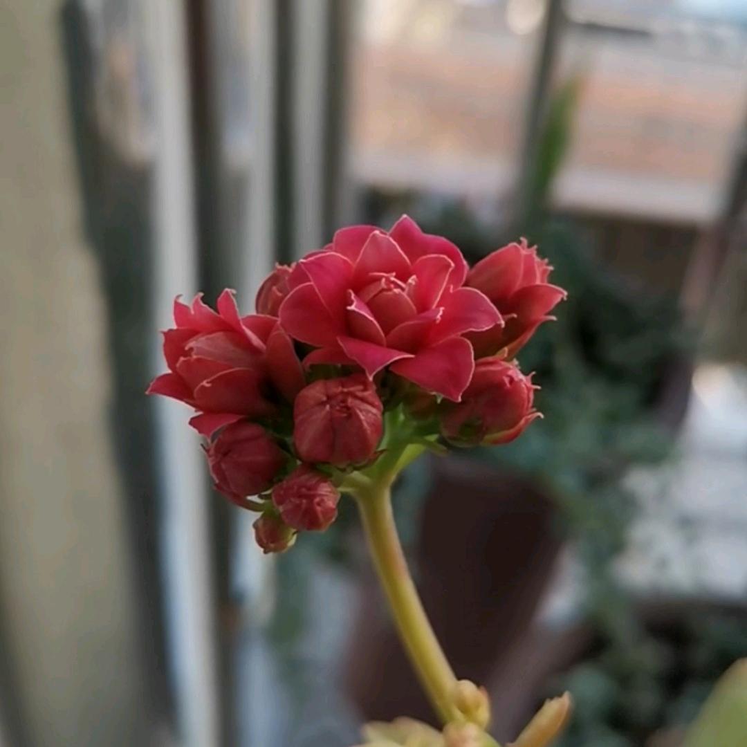 红姐优选