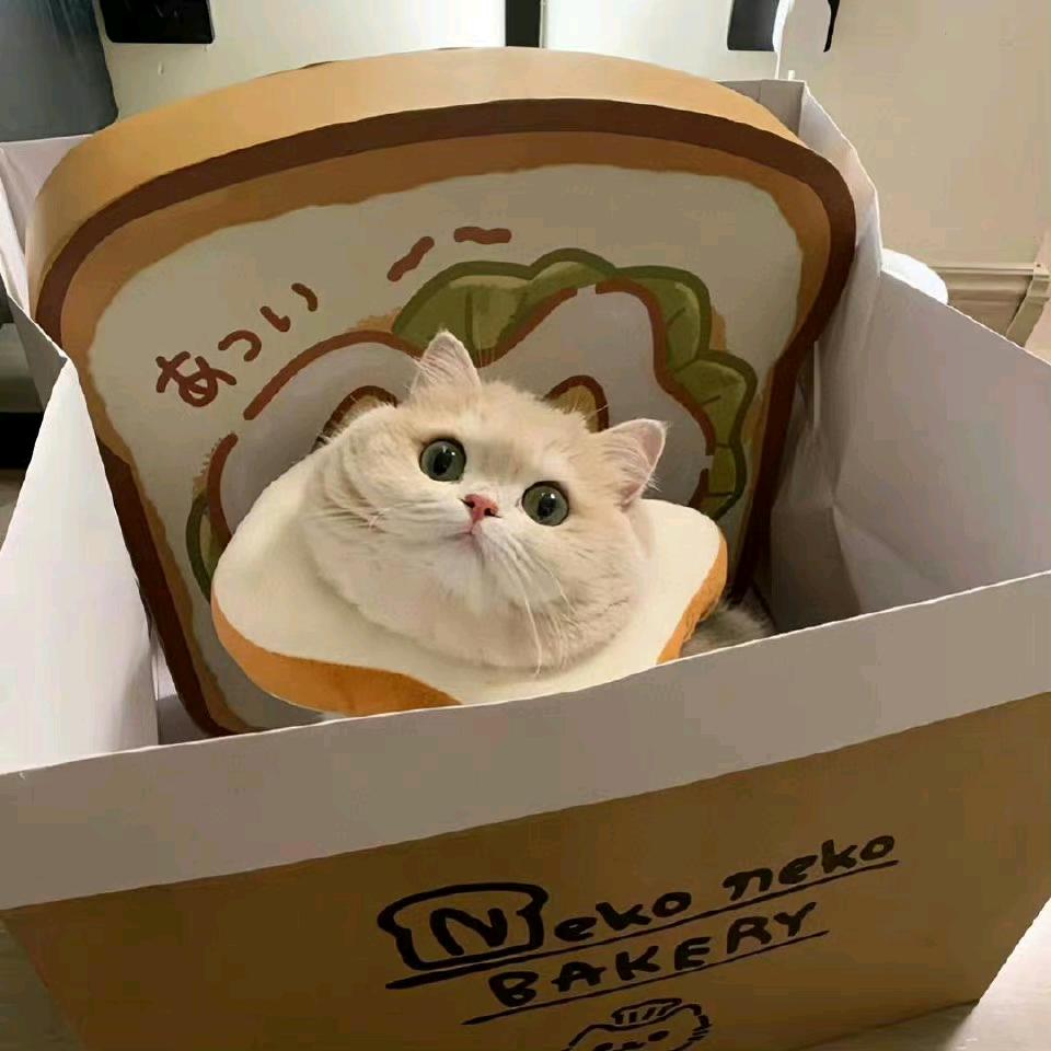 迷路面包🍞
