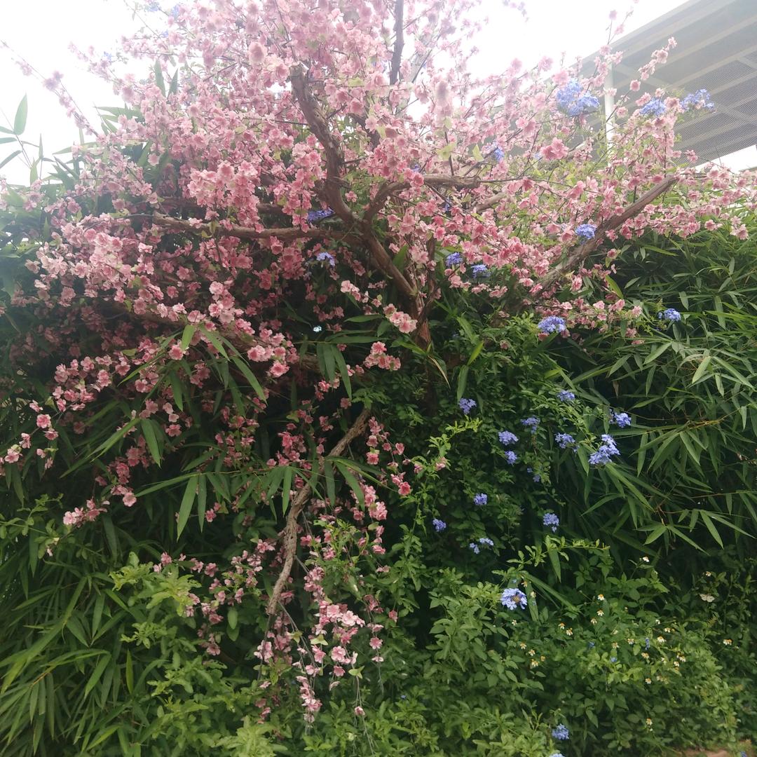 芬芳日化商铺