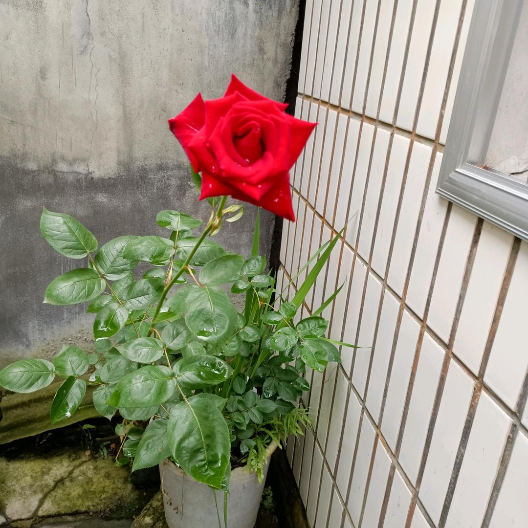 太阳阳