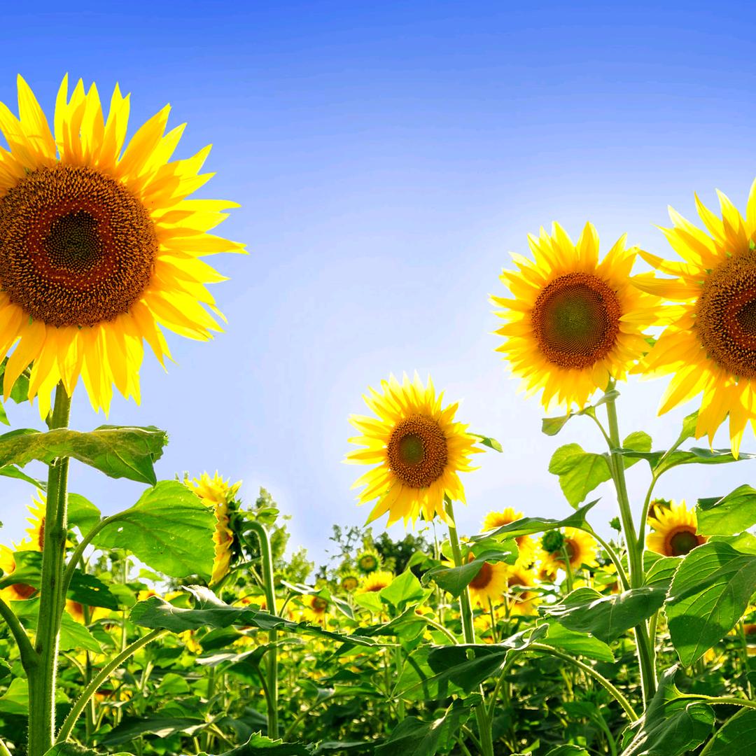 糖果糯米(๑><๑）