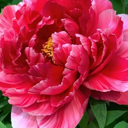 花开富贵.