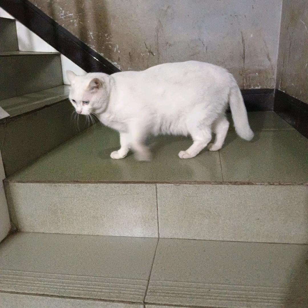 偷月亮的猫🐱