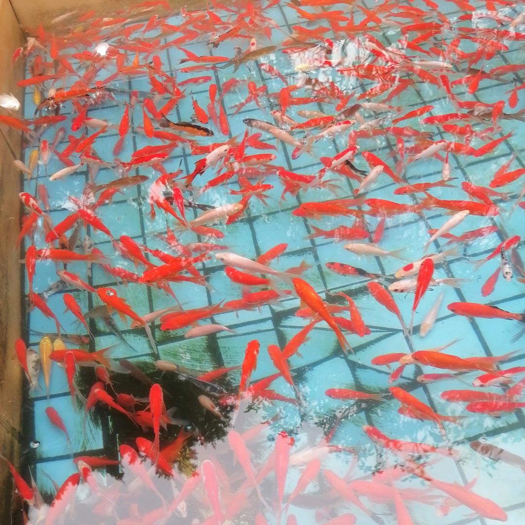 阿亮