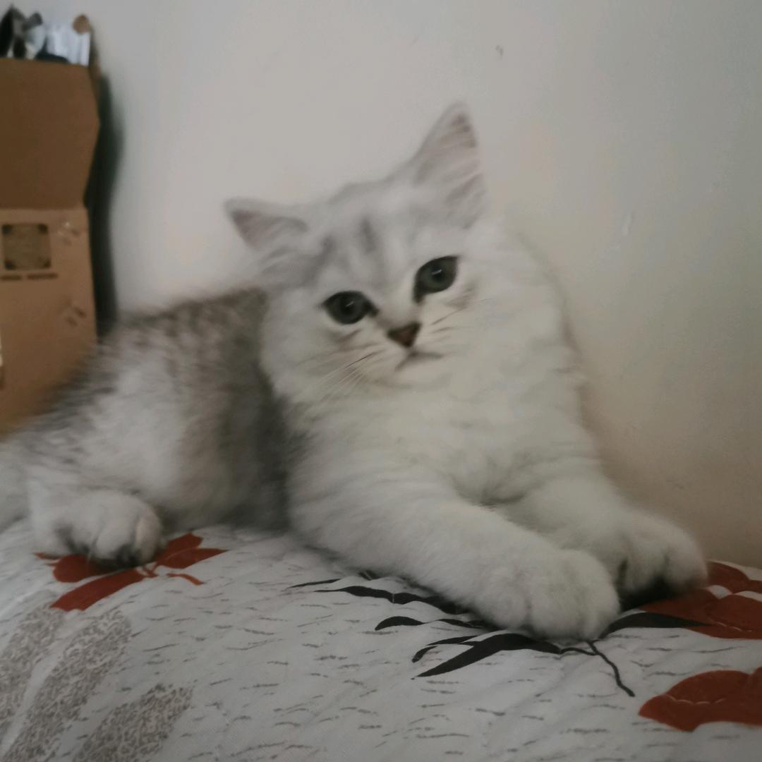 依凡