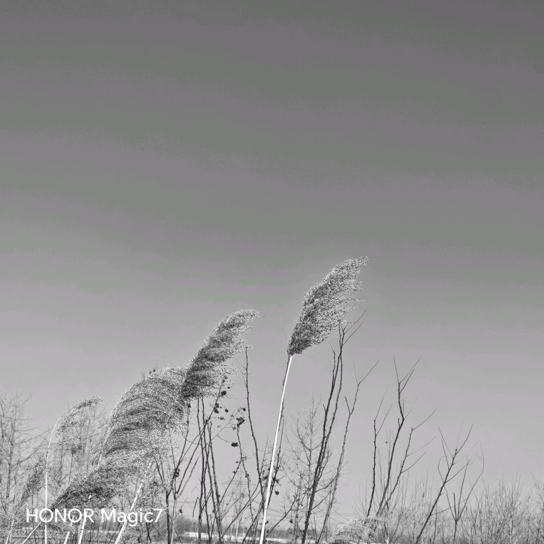 孤傲