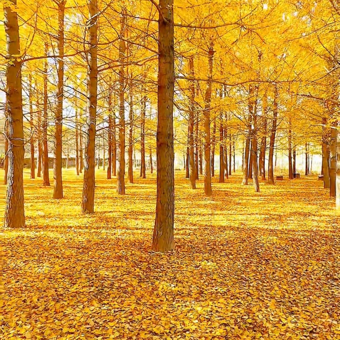 🍎⛵无心⛵🍎