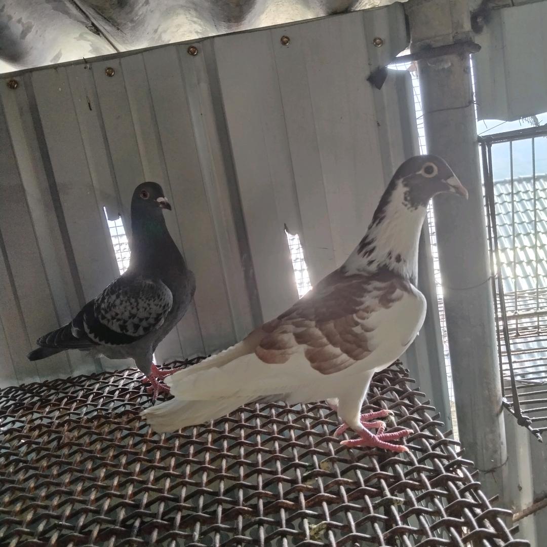 四疯子（扯南山王）