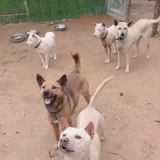 湘西辣条土猎狗-苗哥