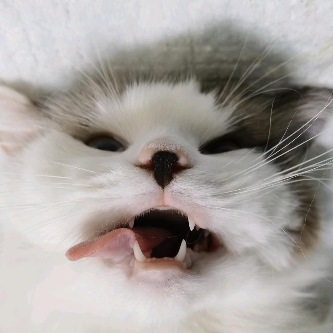 疯