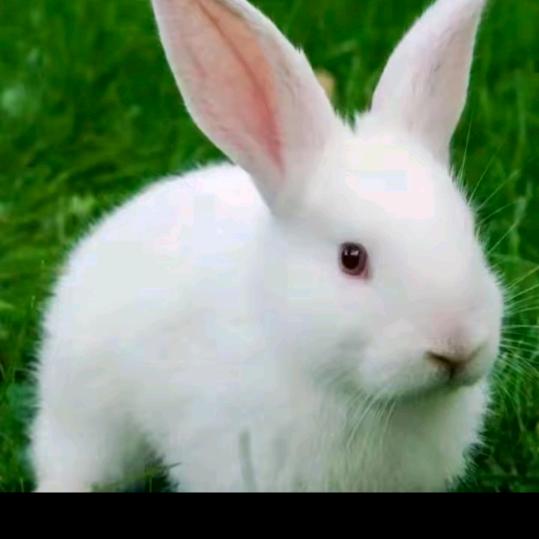 大白兔