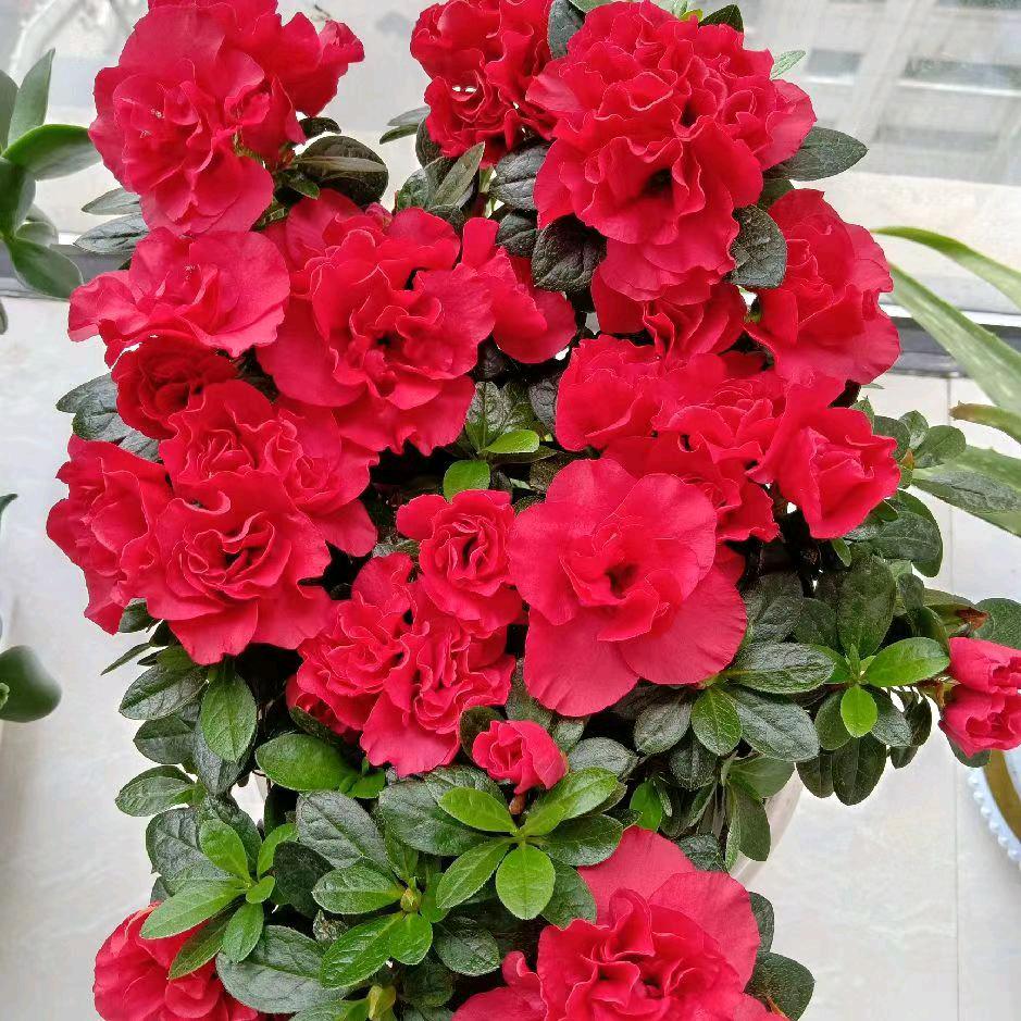 愿得一人❤️