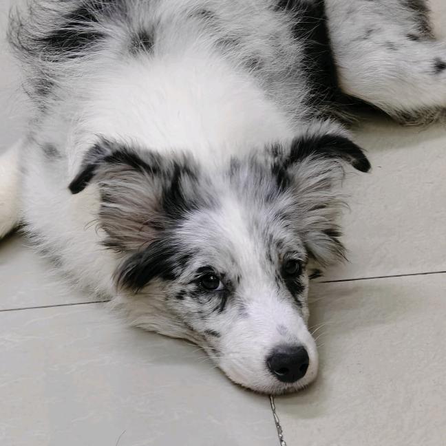 冲啊冲啊冲冲冲