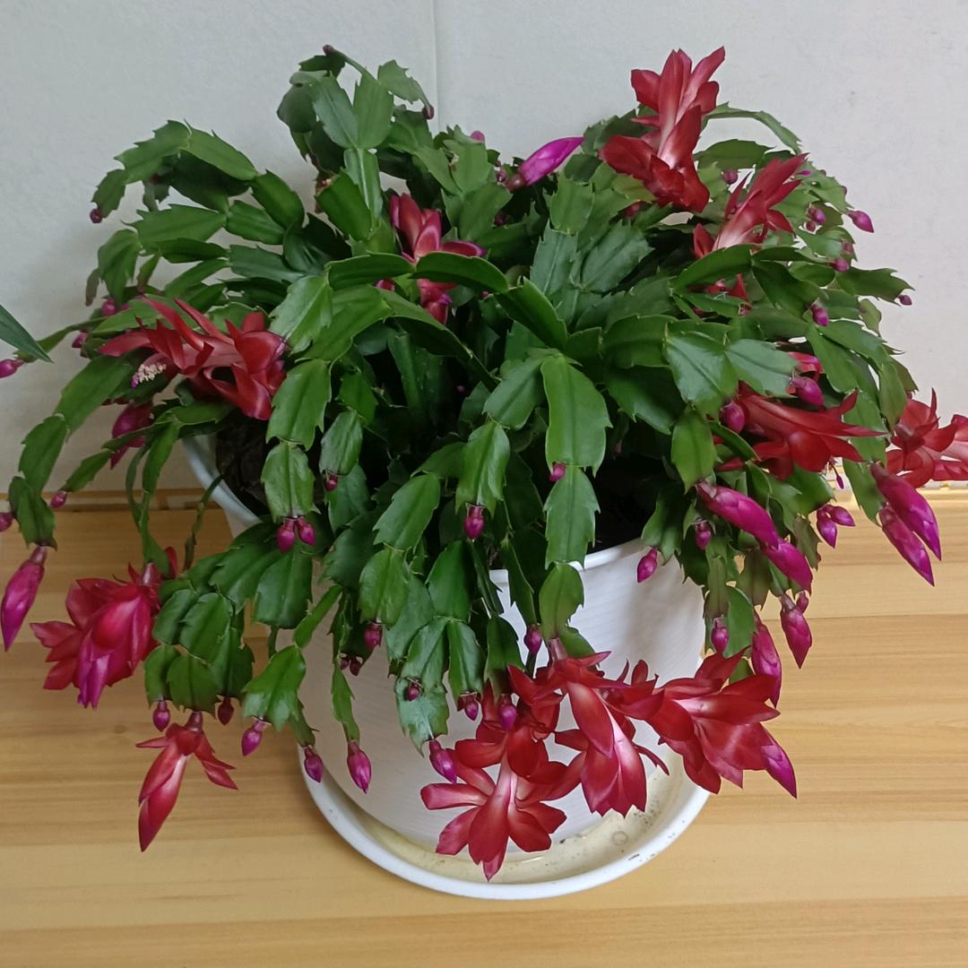 青春不变的年华