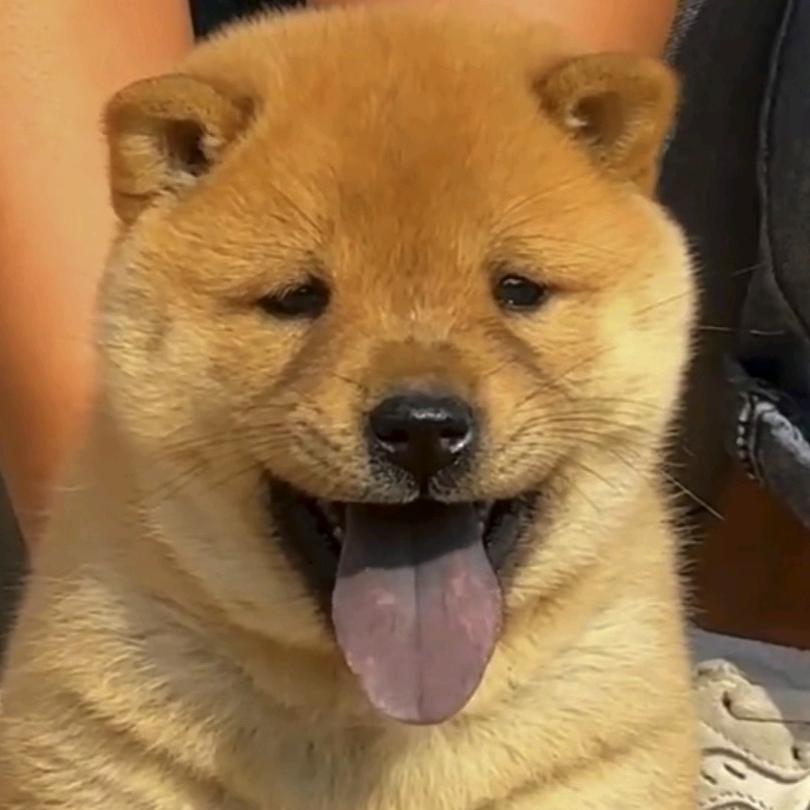 花花下司犬