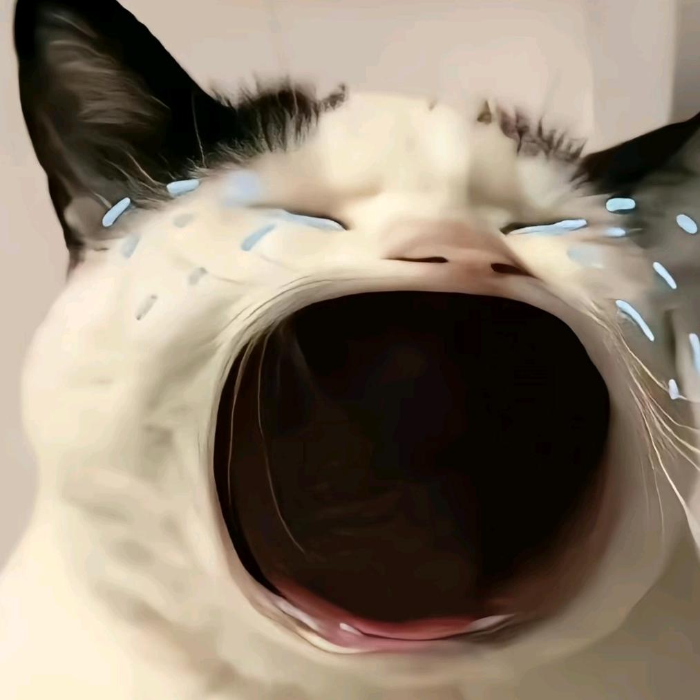@遇琪💤🦈头像