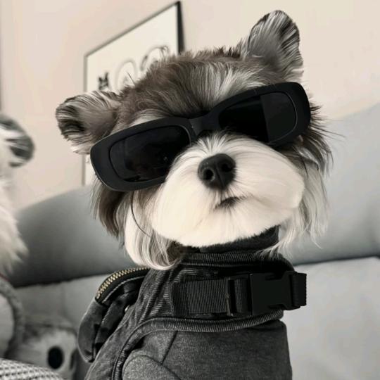 灰太狼🐺