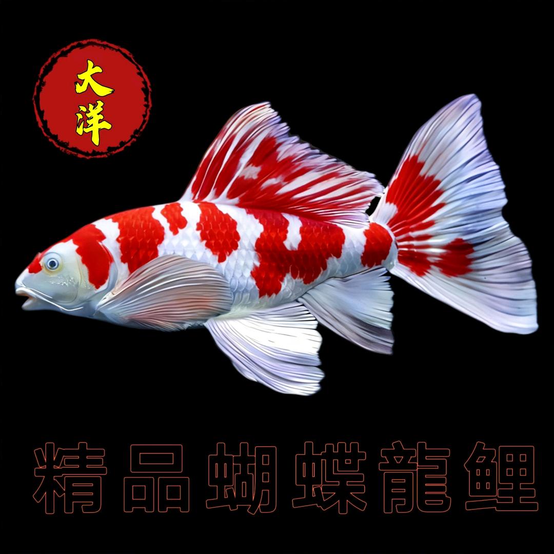 大洋蝴蝶鲤