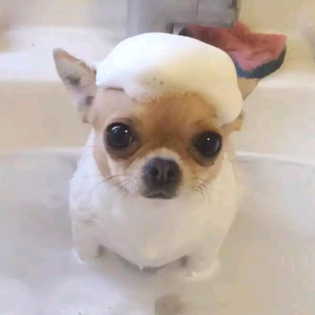 厄蜥