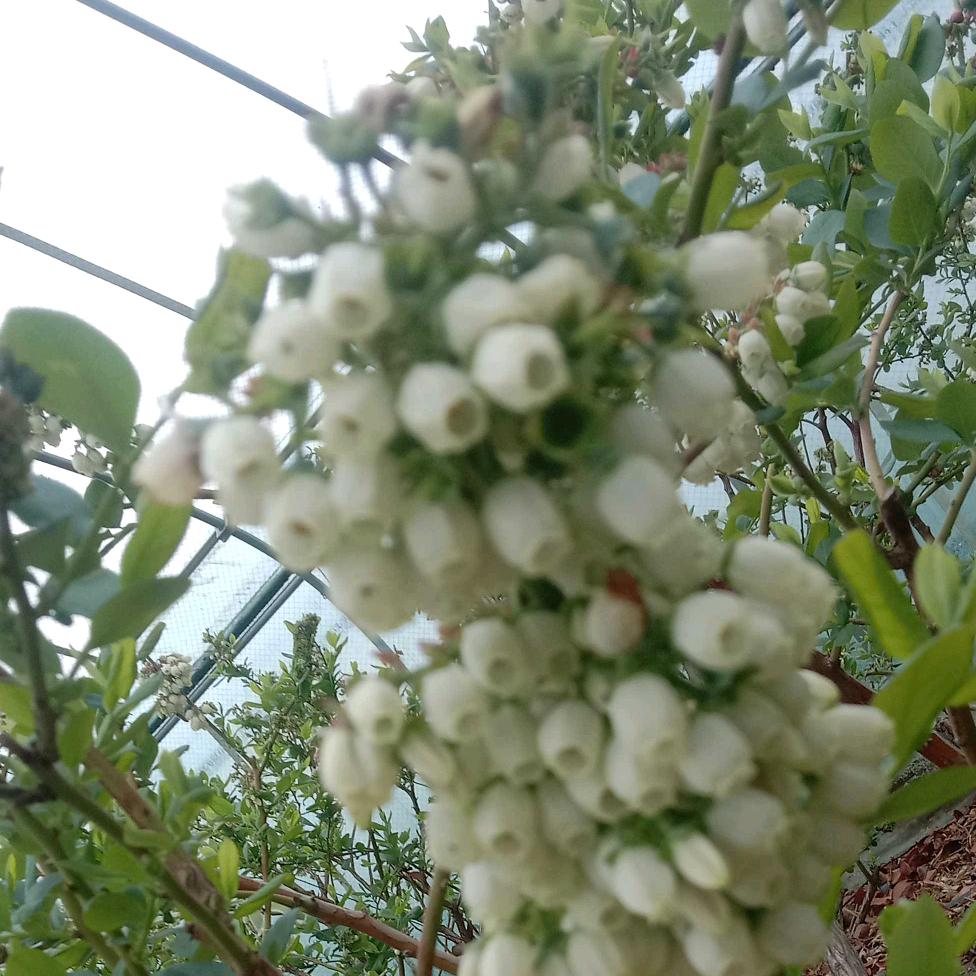 向阳