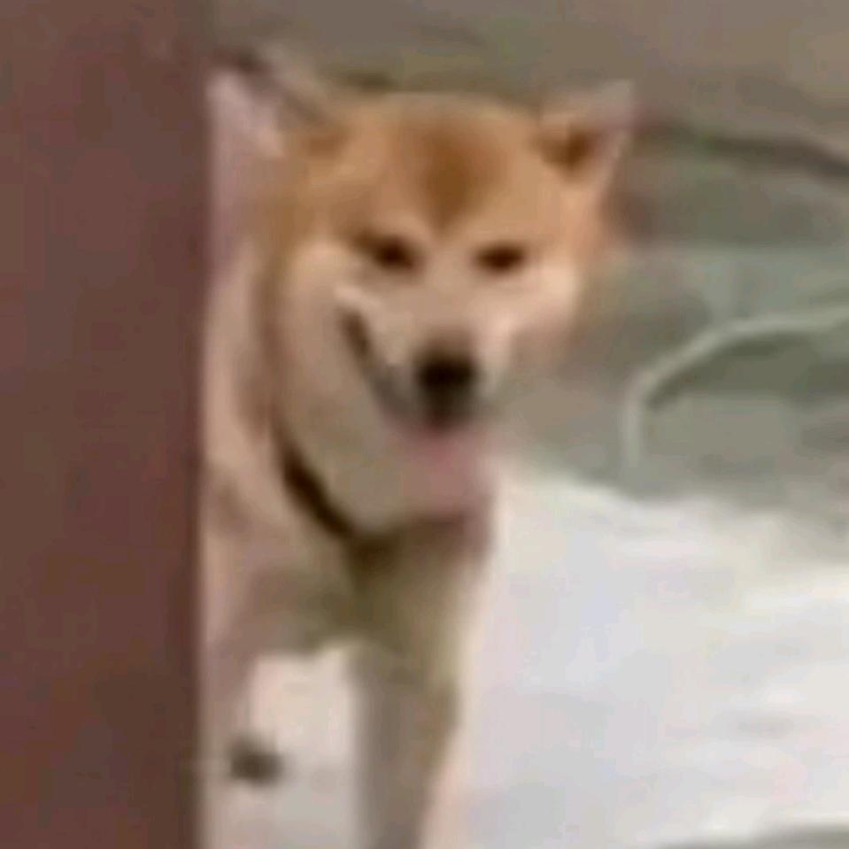 开门！胖虎送温暖头像