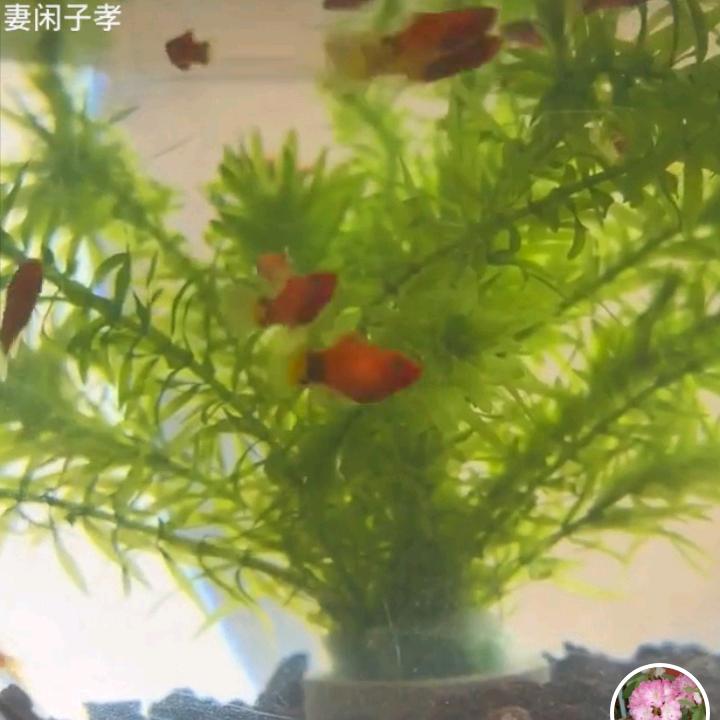 丽