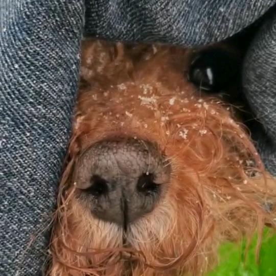 小米是一只小米