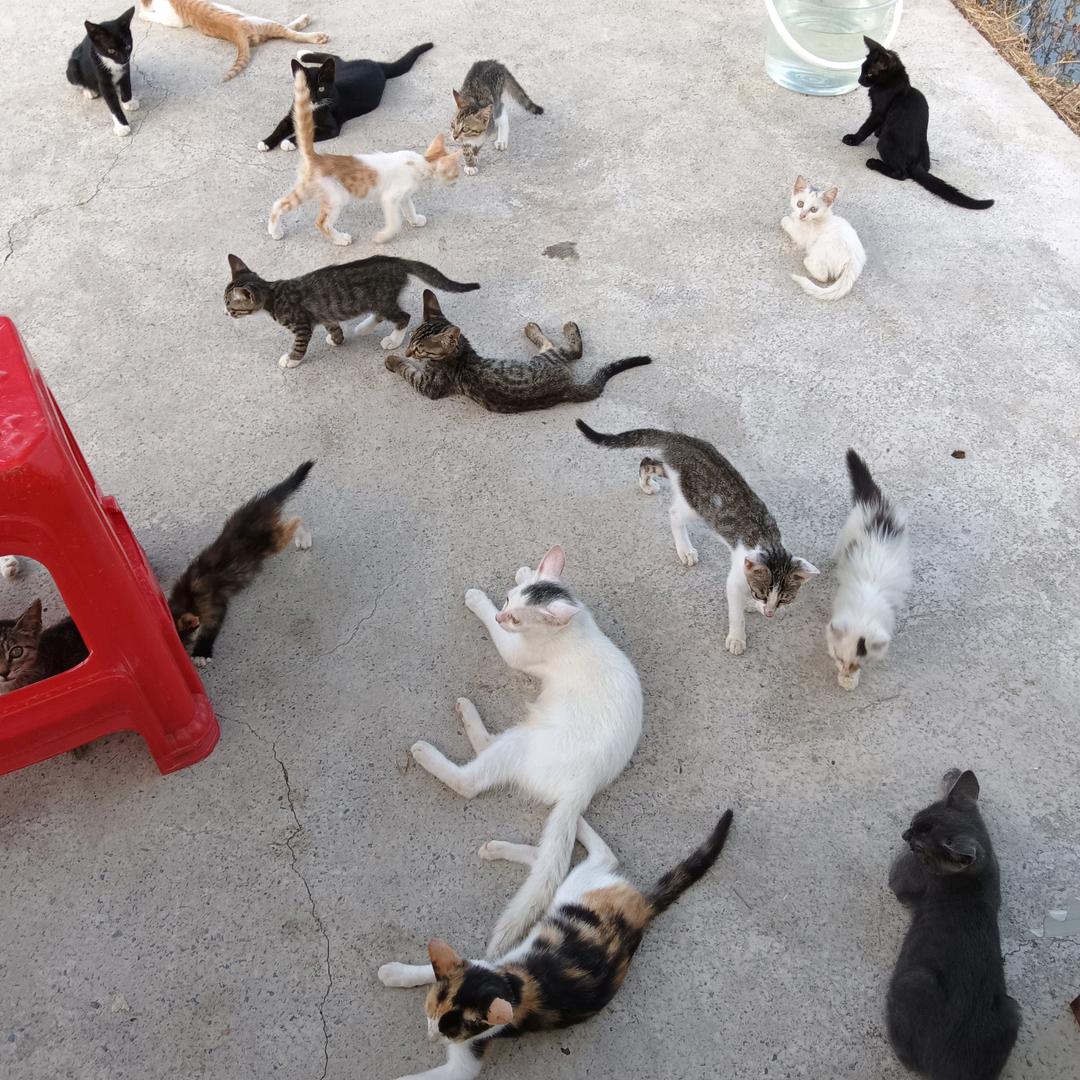 村野流浪猫小家