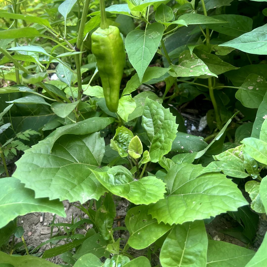 追光而行  向阳而生