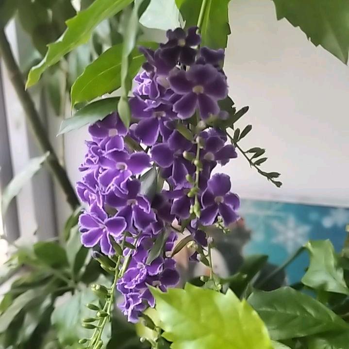 火麒麟头像