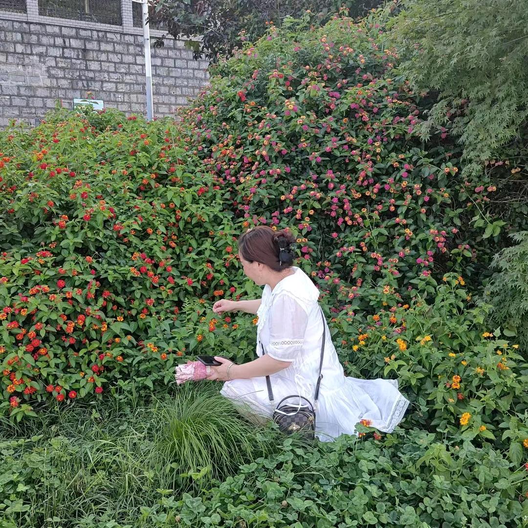 玫瑰花开