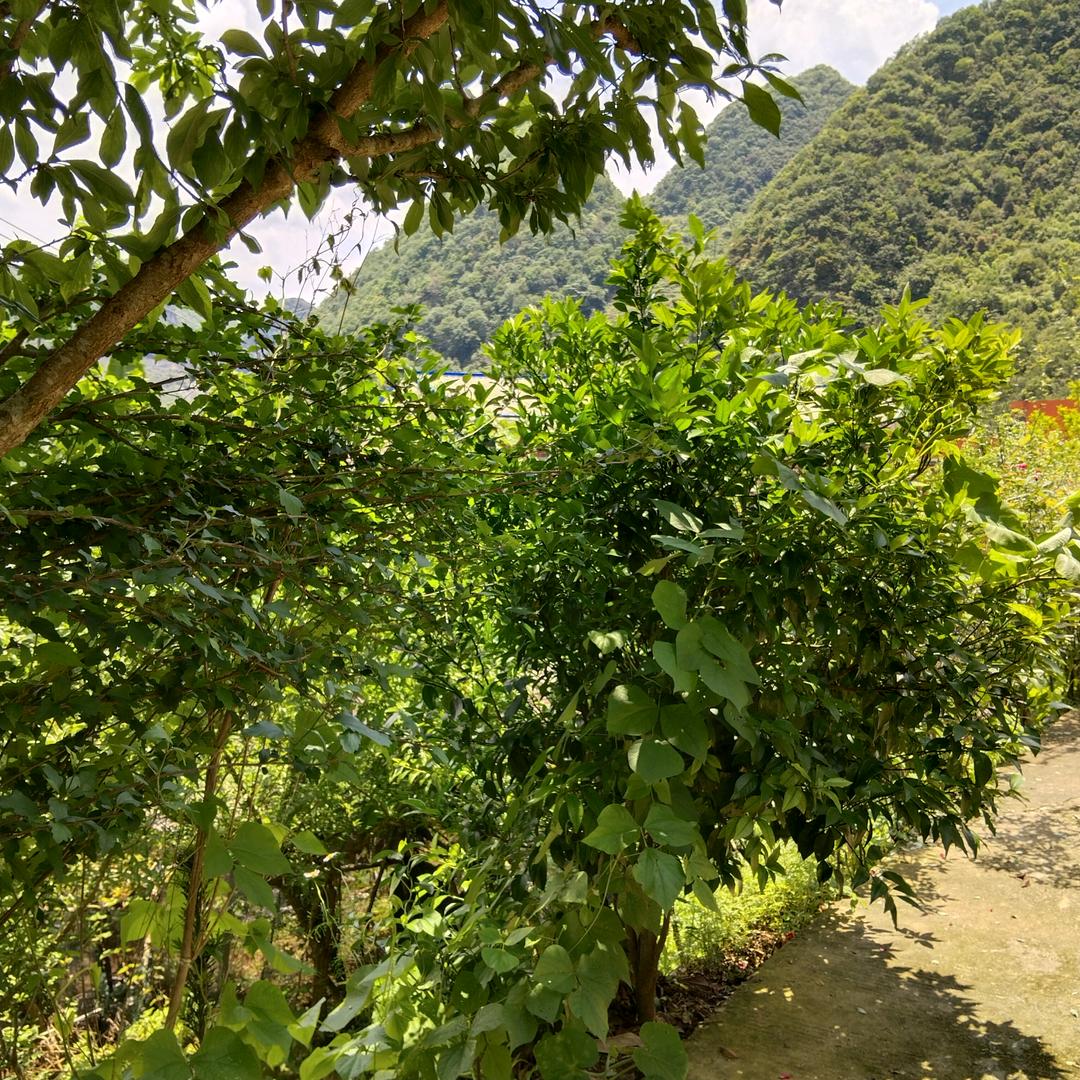相逢哥