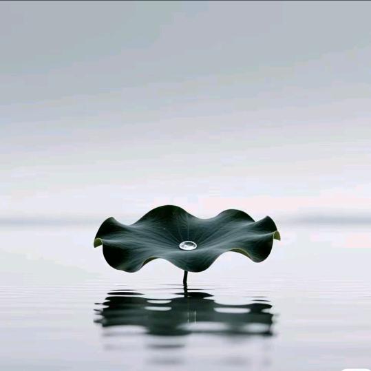 红叶我在远方