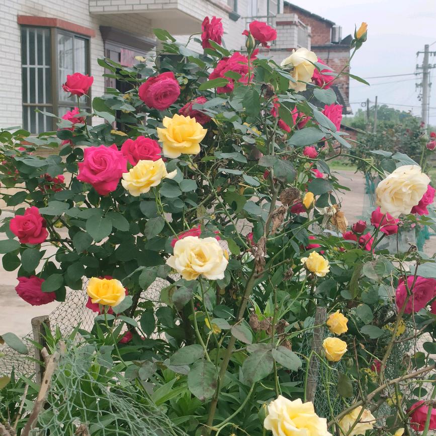 蕾蕾……