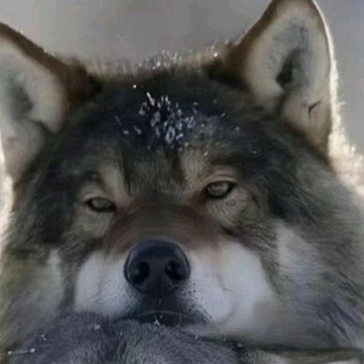 诶嘿小张