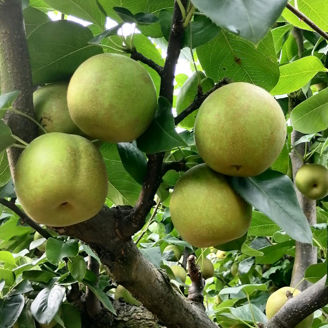 浪溪丰岭翠冠梨杨梅，黄桃，李子果园农场