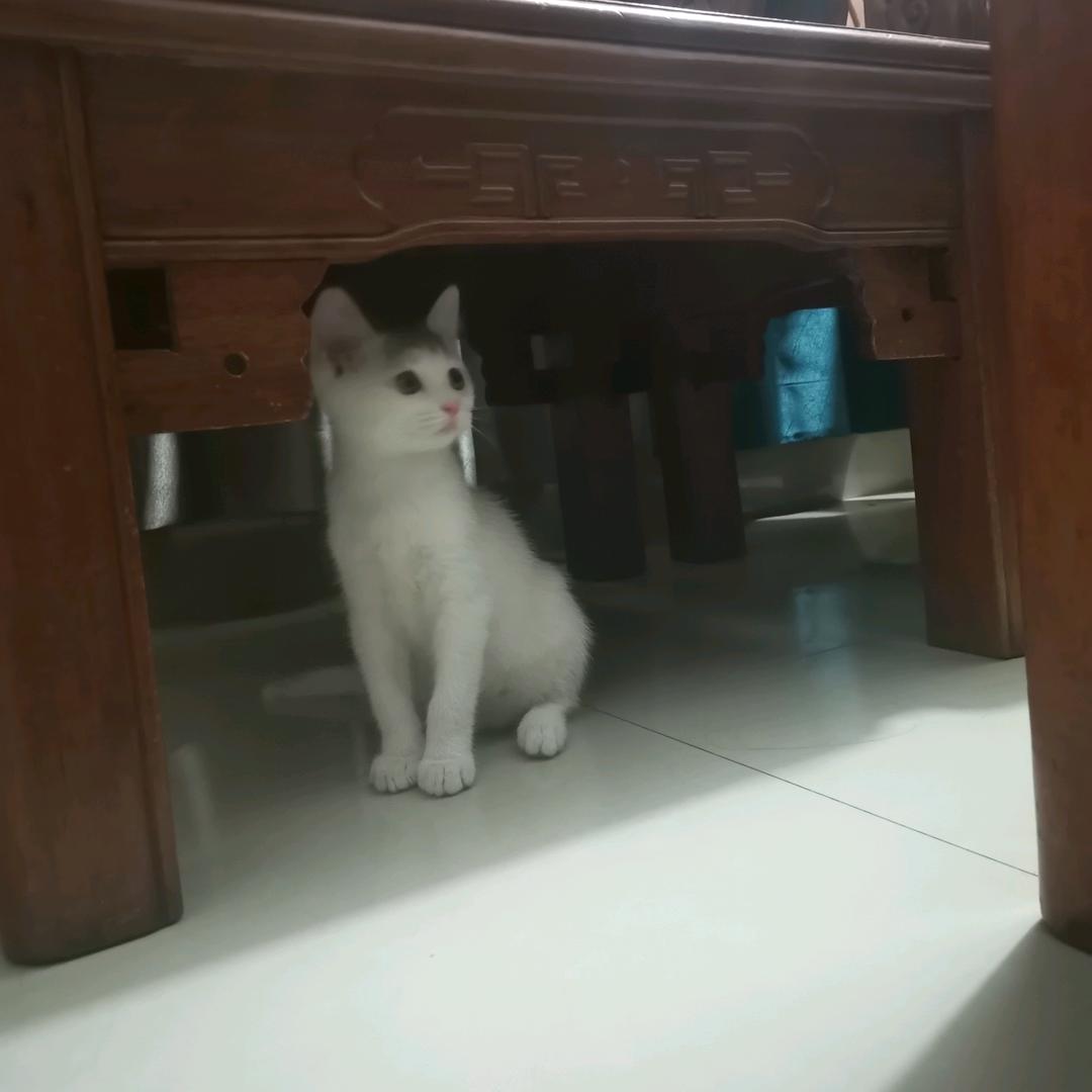 草莓妹🍓