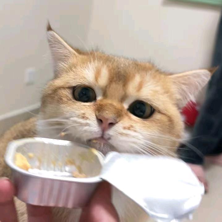 喵咪张煎锅