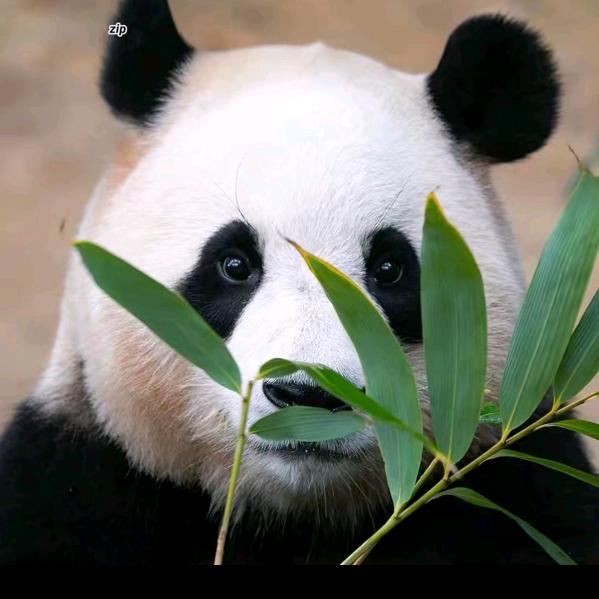 ༄༊࿆࿐《熊猫哥🐼》国外生活