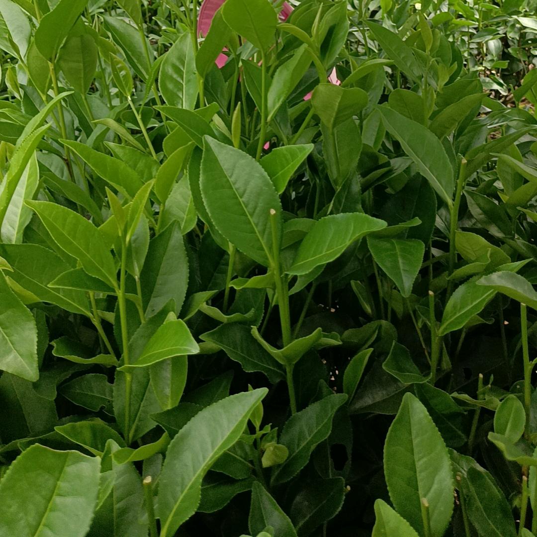 看得见