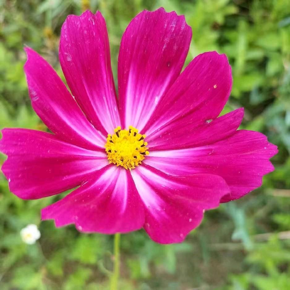 🌈🌈花开冨贵 ( 水泥封心)